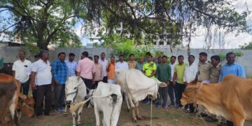 कत्तलीसाठी नेण्यात येणाऱ्या 98 गो वंशाची सुटका.