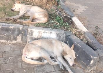 जानेवारीला उपोषणाचा इशारा – आनंद कल्याणकर