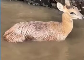 विहीरीत पडलेल्या भेकराला दिले जिवदान