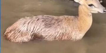 विहीरीत पडलेल्या भेकराला दिले जिवदान