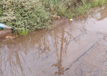 मुख्य रस्त्यावरच साचले शेवाळ, पाण गवत.