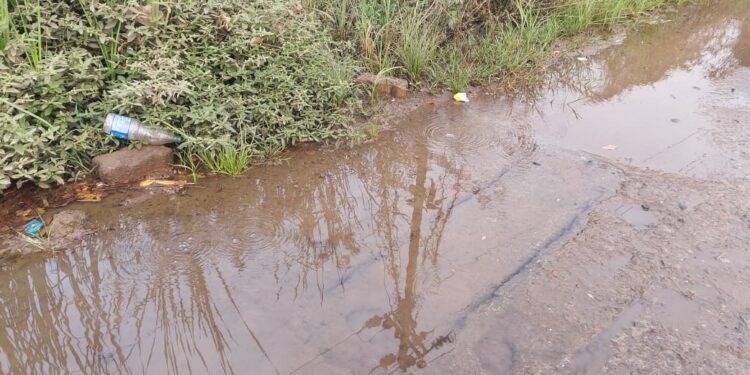 मुख्य रस्त्यावरच साचले शेवाळ, पाण गवत.